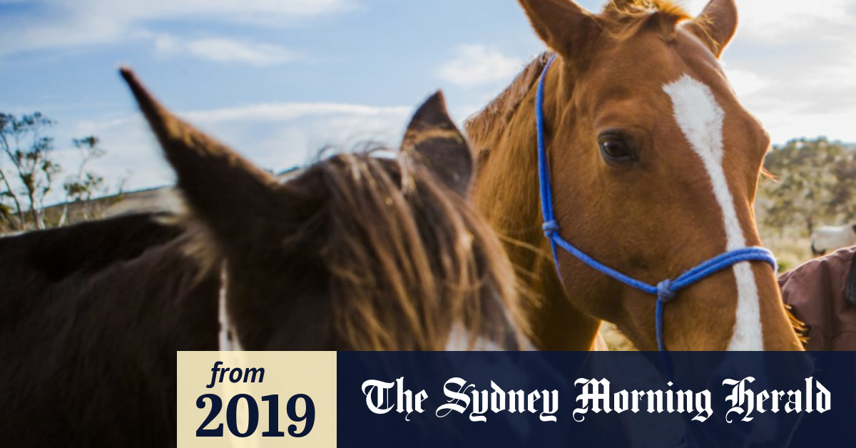 Echuca horses snapped up, after unprecedented support